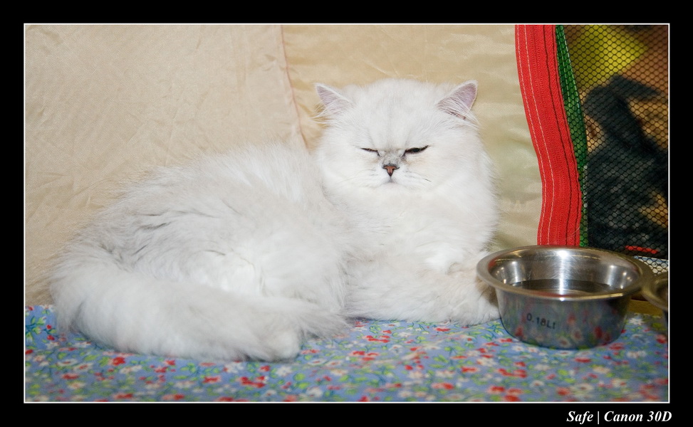 Sep 06 - Salon des animaux de compagnies - 08